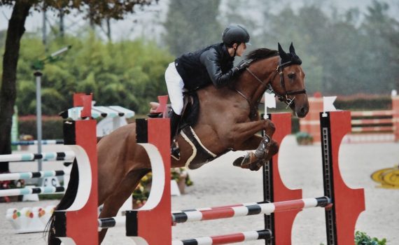 MONT BLANC ST HORSES FOR SALES